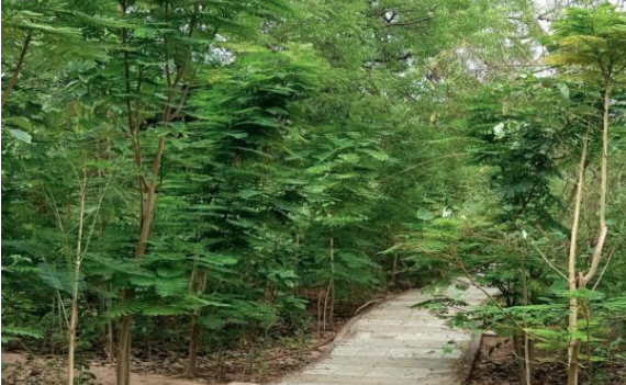 Rutuparna Foundation: Creating awareness & protecting the environment for more than 10 Years